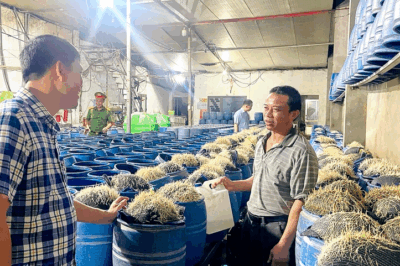 CA tri:ệt p:há nơi sản xuất 350 tấn giá đỗ tẩm hoá chất đ:ộc h:ại ra thị trường, len lỏi vào từng bữa ăn