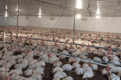 10.000 con gà, trời đất ơi, bà con khổ quá rồi