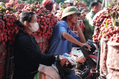 Trời ơi, không nghĩ vải lại rớt giá thetham đến mức này: Thương bà con quá, cả năm có 1 vụ mà thế này thì còn lời lãi gì nữa
